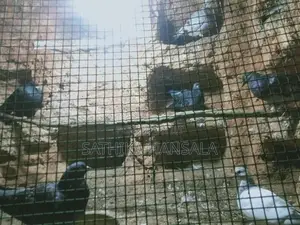 Pigeons