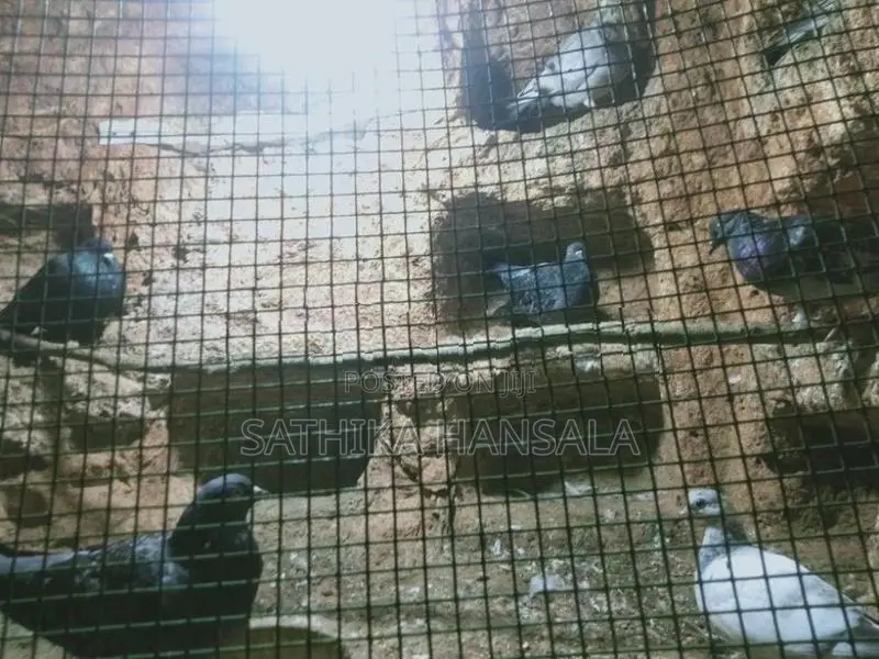 Pigeons