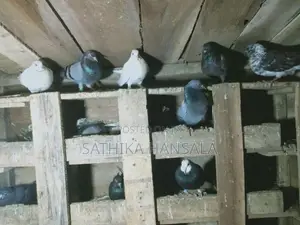 Pigeons