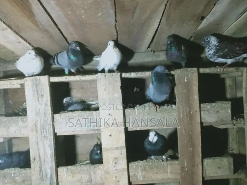 Pigeons