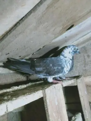 Pigeons