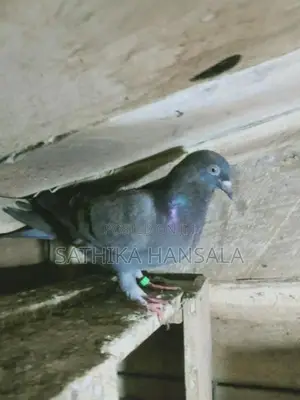 Pigeons