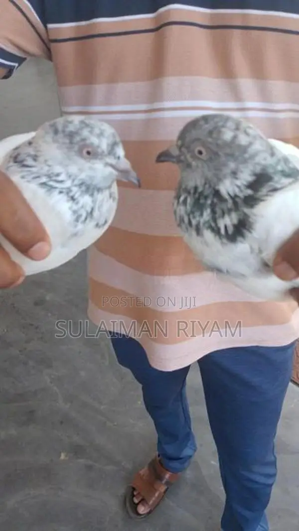 Pigeon
