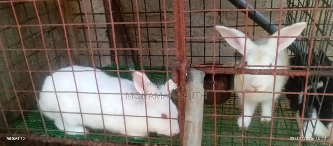 Rabbits