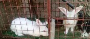 Rabbits