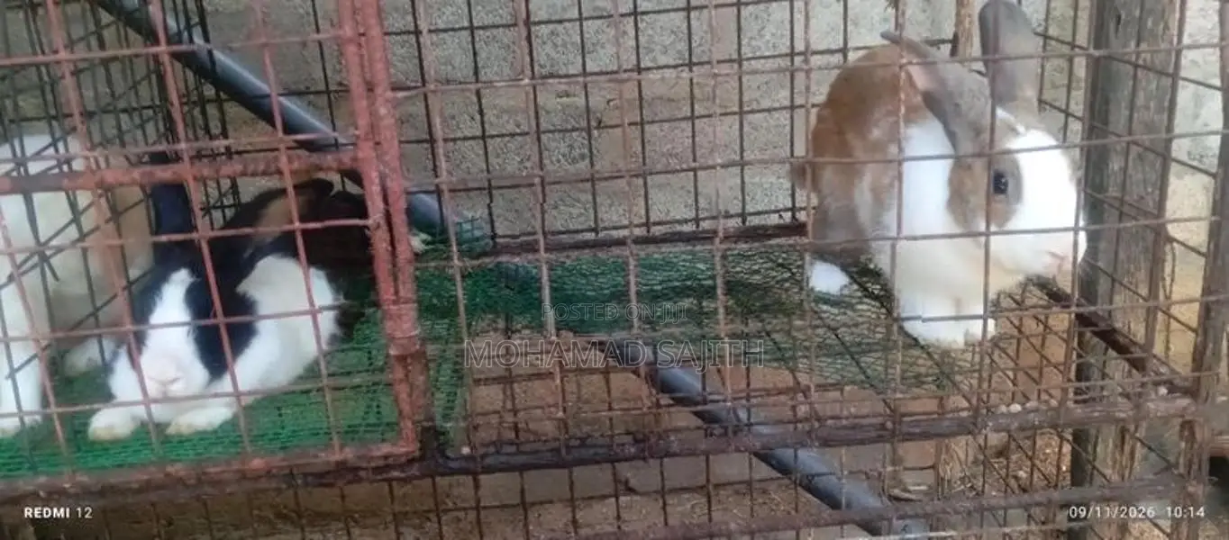 Rabbits