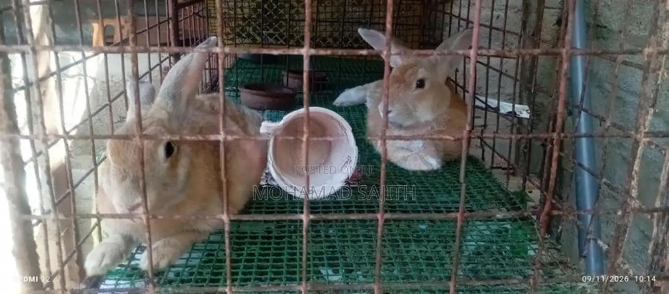 Rabbits