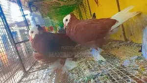 Pigeons