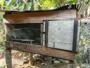 Pigeon Cage