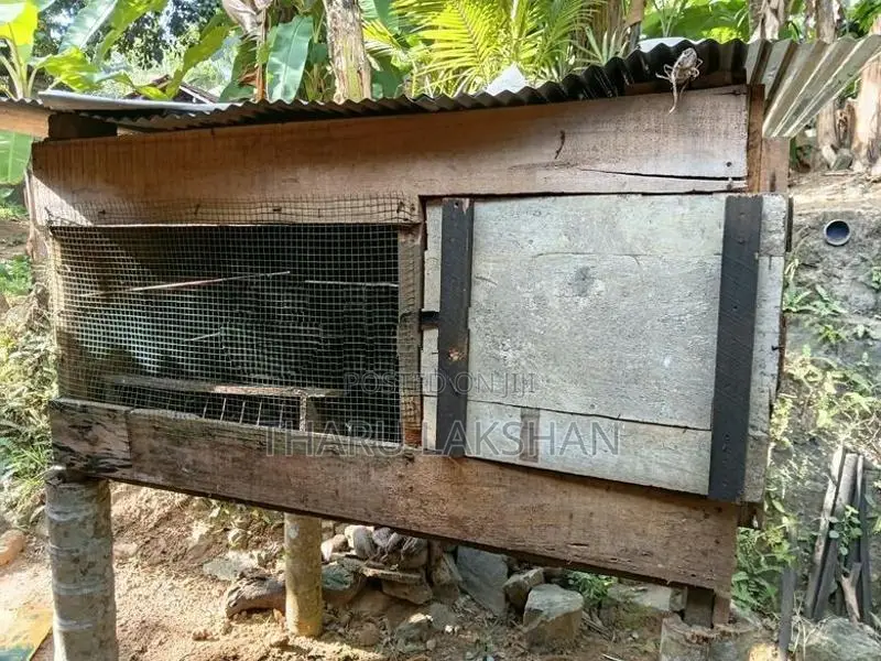 Pigeon Cage