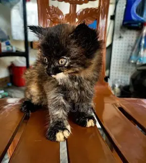 Persian Kitten