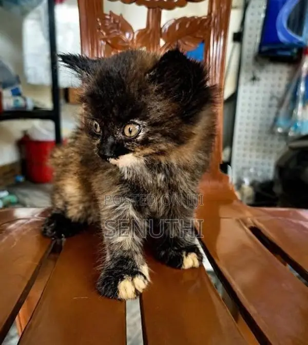 Persian Kitten
