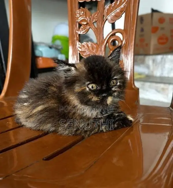Persian Kitten