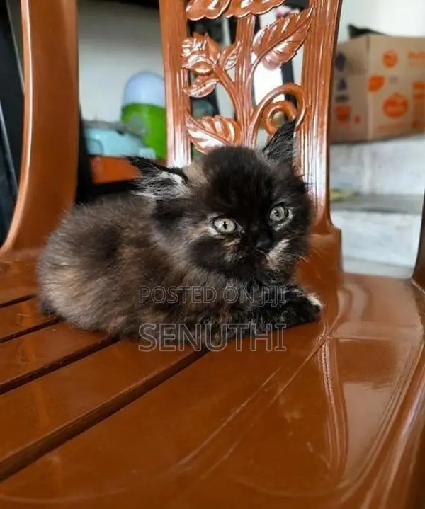 Persian Kitten