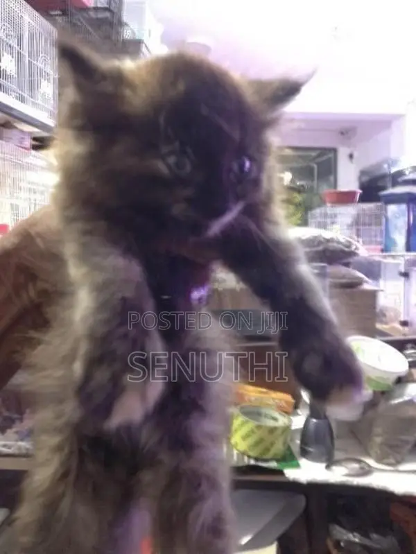 Persian Kitten