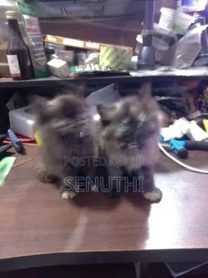 Persian Kitten