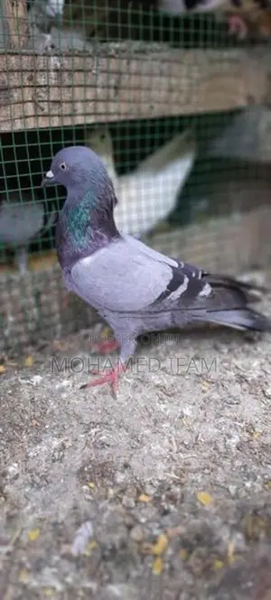 Pigeon