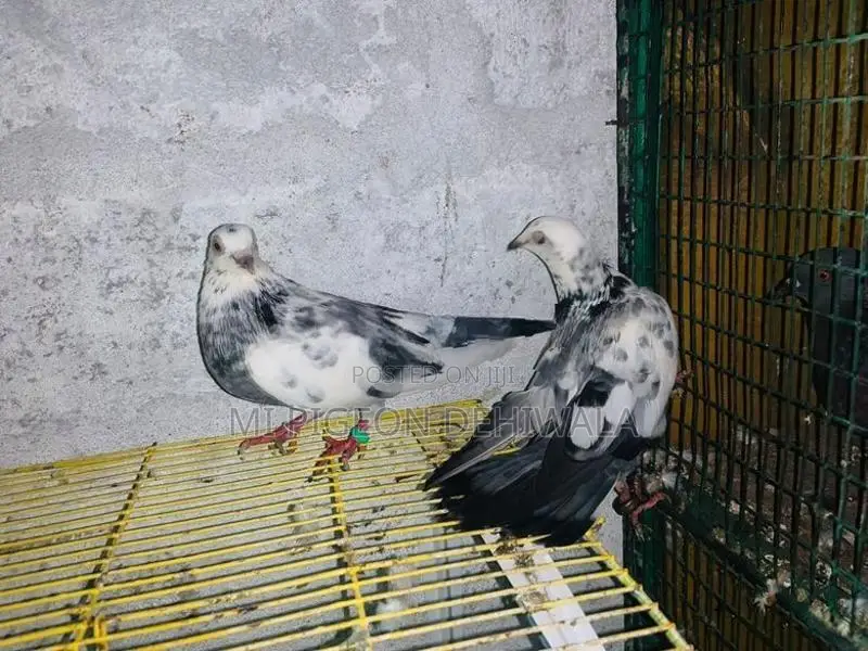 විකීමට