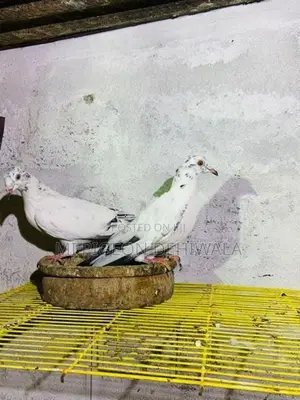 විකීමට
