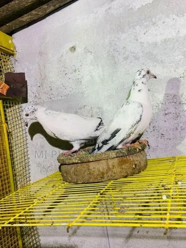 විකීමට