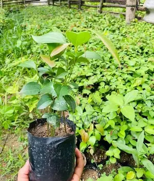 කුරුදු පැල Cinnamon Plant