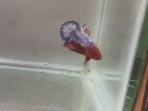 HellBoy With HellGirl Betta