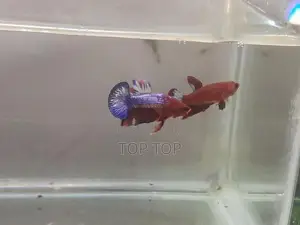 HellBoy With HellGirl Betta