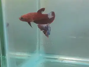 HellBoy With HellGirl Betta