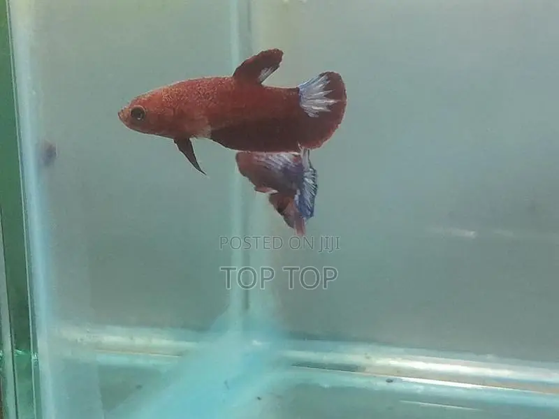 HellBoy With HellGirl Betta