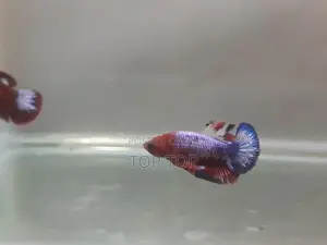 HellBoy With HellGirl Betta