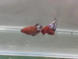 HellBoy With HellGirl Betta