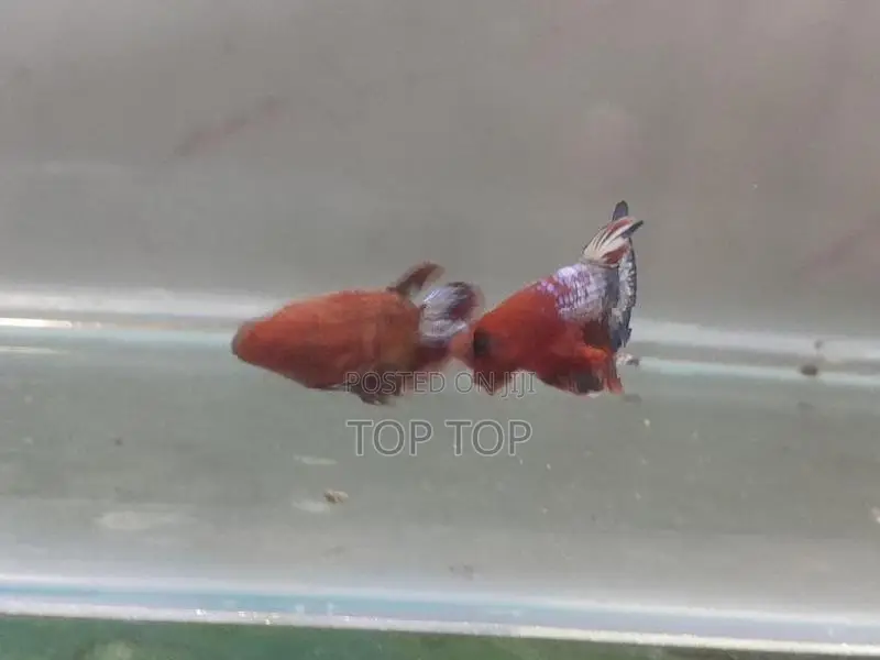 HellBoy With HellGirl Betta