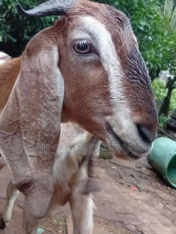 Farm Goat