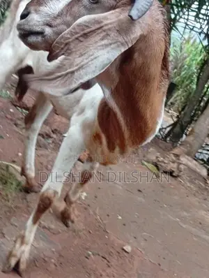 Farm Goat