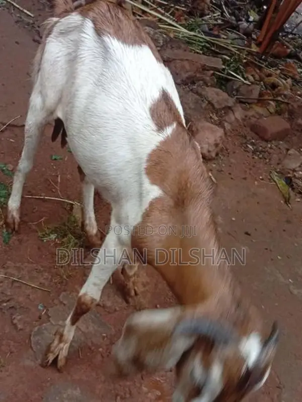 Farm Goat