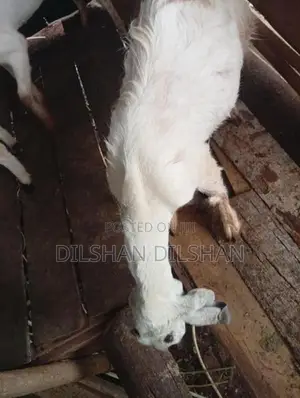 Farm Goat