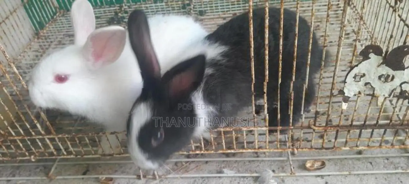 Rabbit