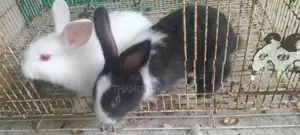 Rabbit