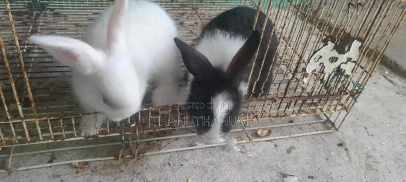 Rabbit