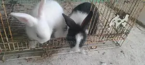 Rabbit