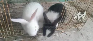 Rabbit