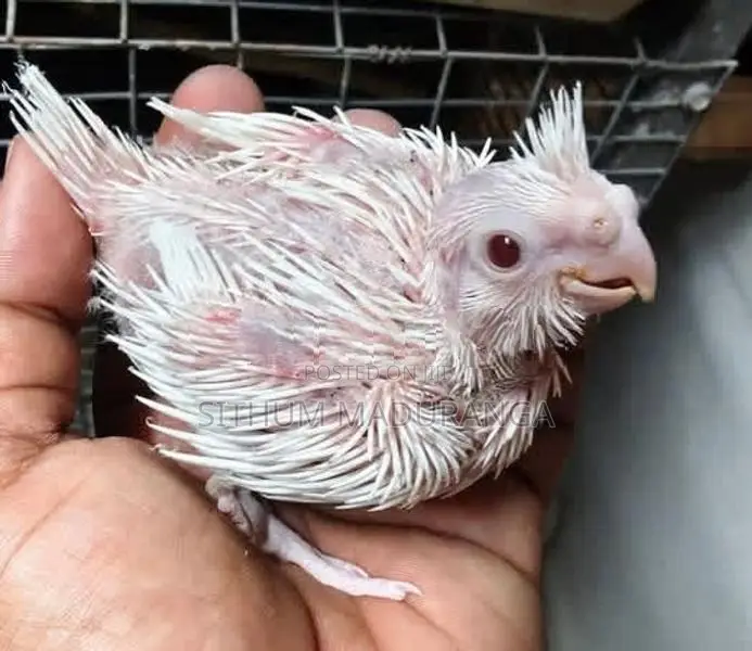 Handtamed Cocktail Chick