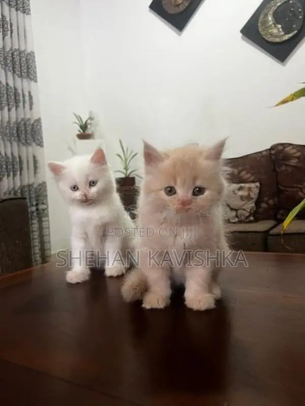 Persian Kitten
