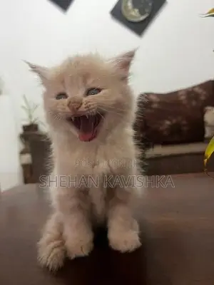 Persian Kitten