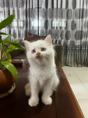 Persian Kitten