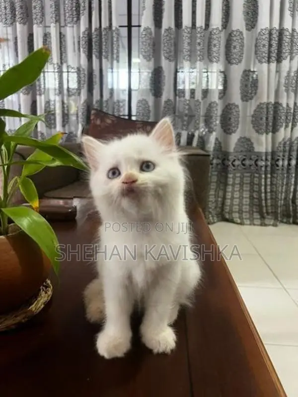 Persian Kitten