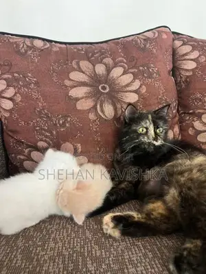 Persian Kitten