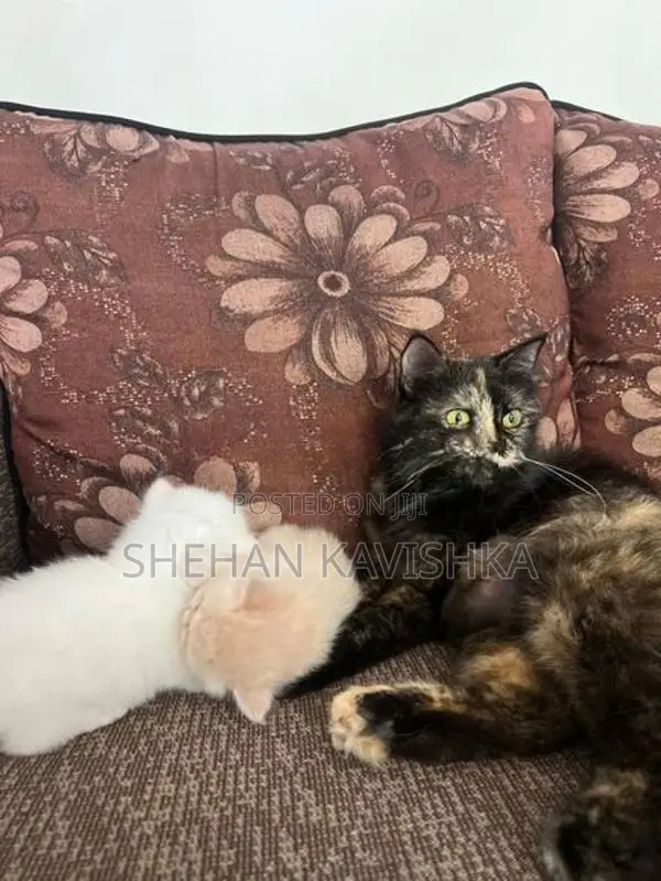 Persian Kitten