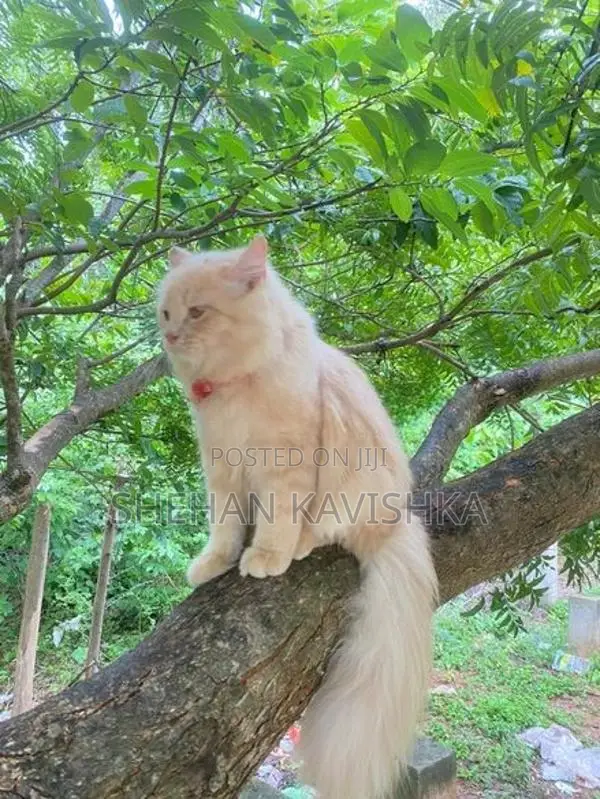 Persian Kitten