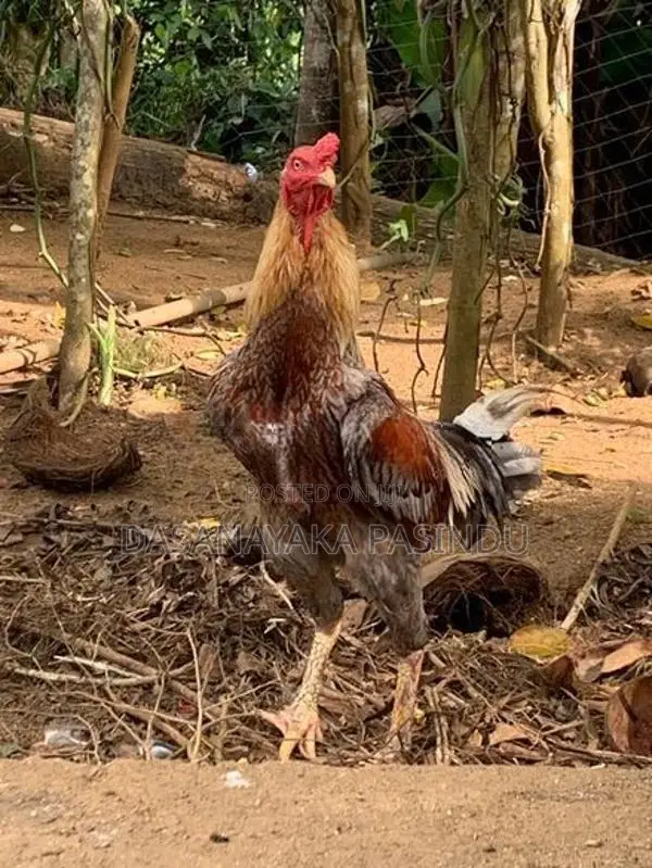 විකිනිමට